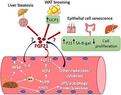 Frontiers | FGF21 As Modulator Of Metabolism In Health And Disease